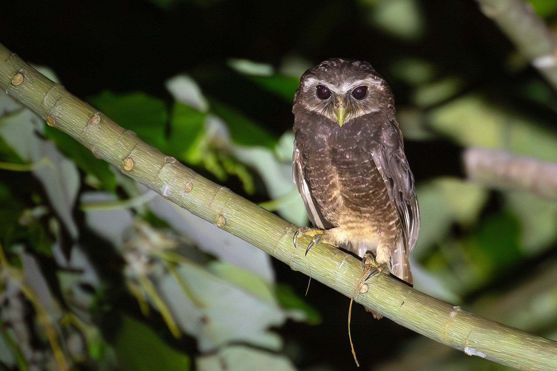 Malaita Owl (image by Diedert Koppenol)