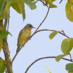 Malaita White-eye (image by Diedert Koppenol)