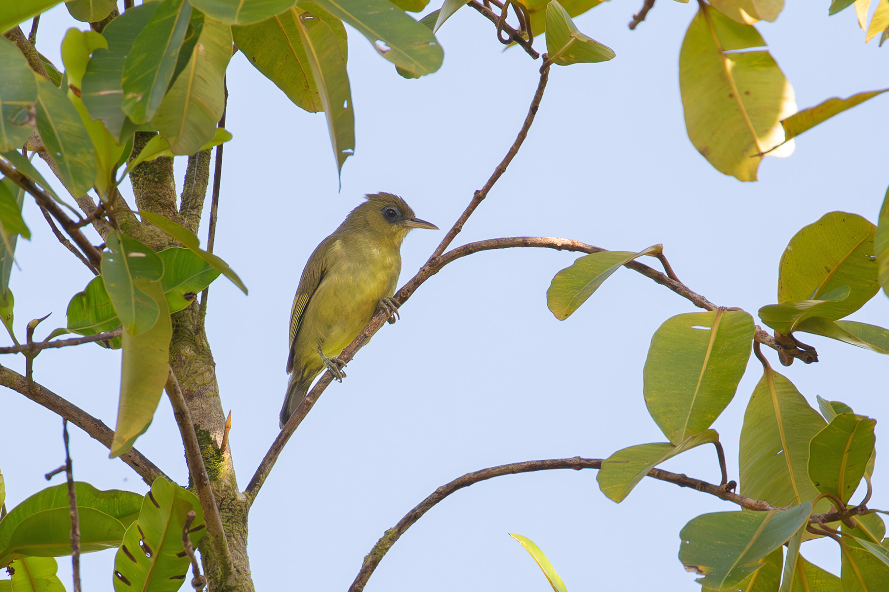 Malaita White-eye (image by Diedert Koppenol)
