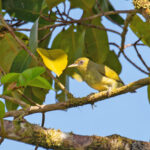 Malaita White-eye (image by Diedert Koppenol)