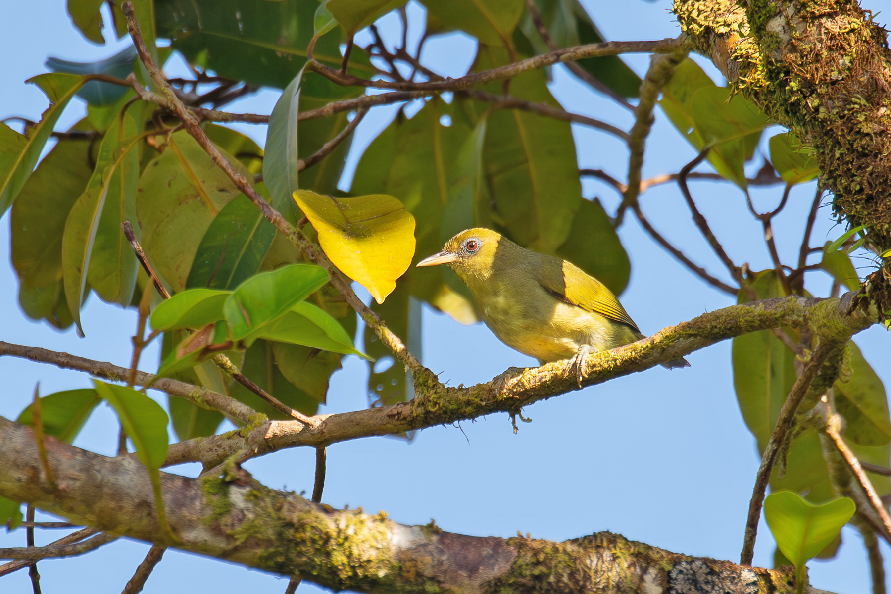 Malaita White-eye (image by Diedert Koppenol)