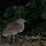 Malayan Night Heron (image by Dáni Balla)