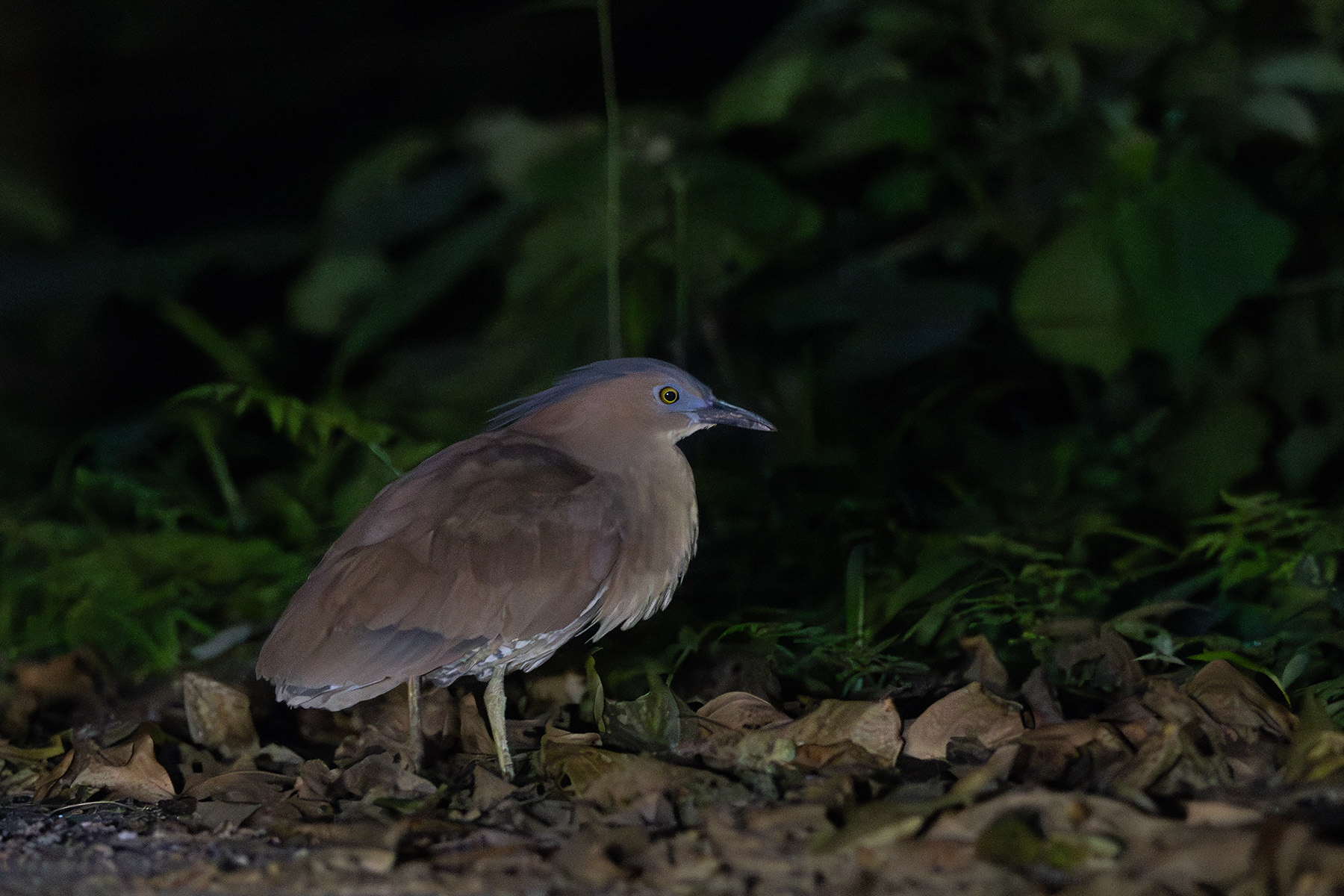 Malayan Night Heron (image by Dáni Balla)