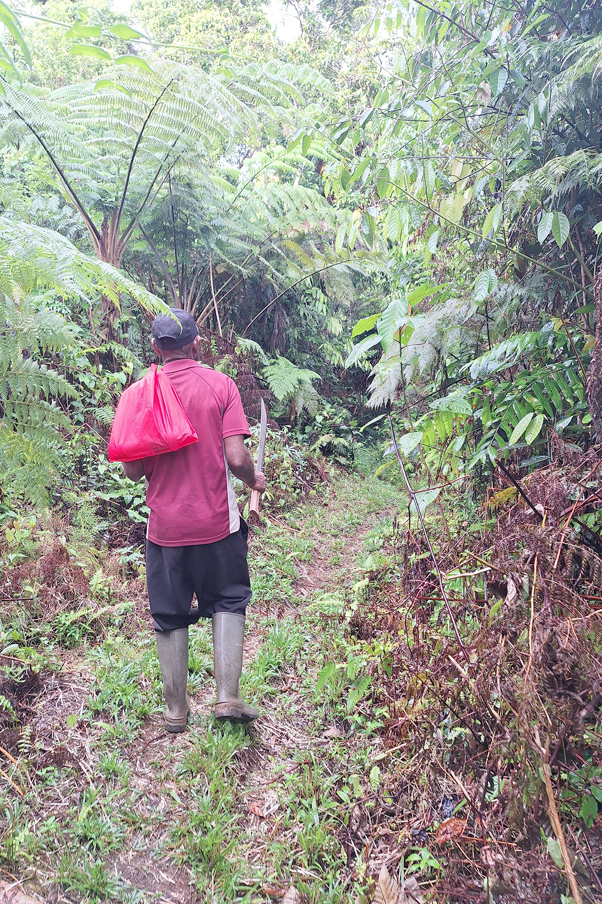 One of the local guide's, Mark, private trails across Santa Isabel (image by Diedert Koppenol)