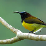 Maroon-naped Sunbird (image by Craig Robson)
