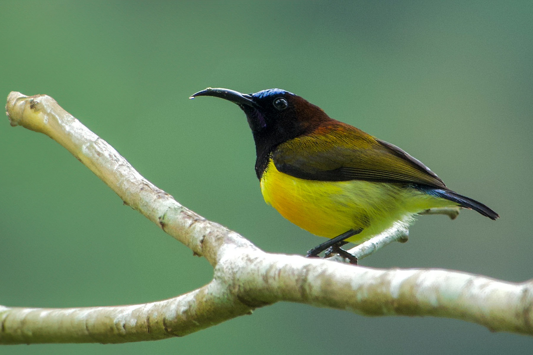 Maroon-naped Sunbird (image by Craig Robson)