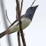 A showy Melanesian Flycatcher on Rennell (image by Diedert Koppenol)