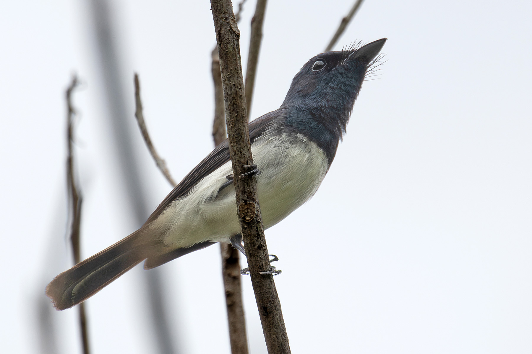A showy Melanesian Flycatcher on Rennell (image by Diedert Koppenol)