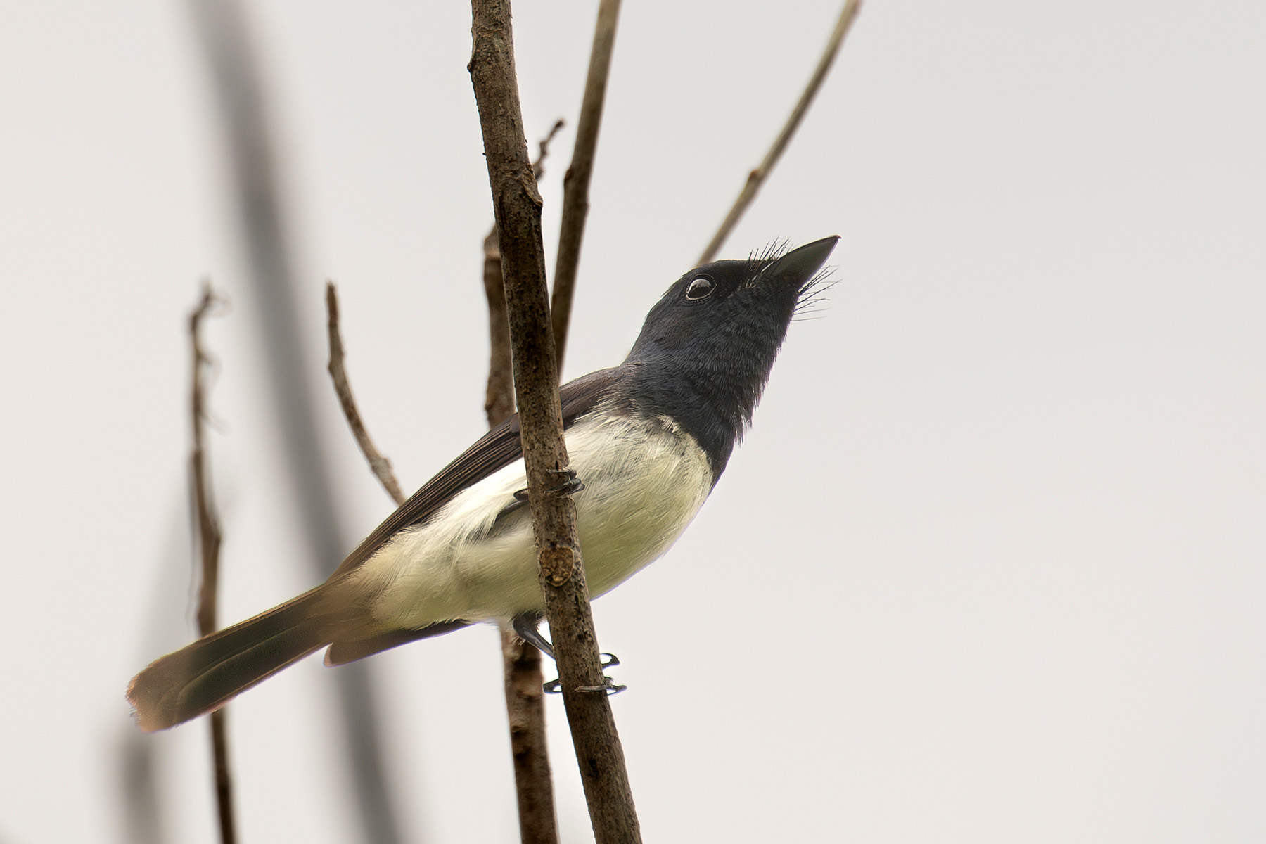 A showy Melanesian Flycatcher on Rennell (image by Diedert Koppenol)