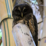 Mottled Owl (image by Fito Downs)