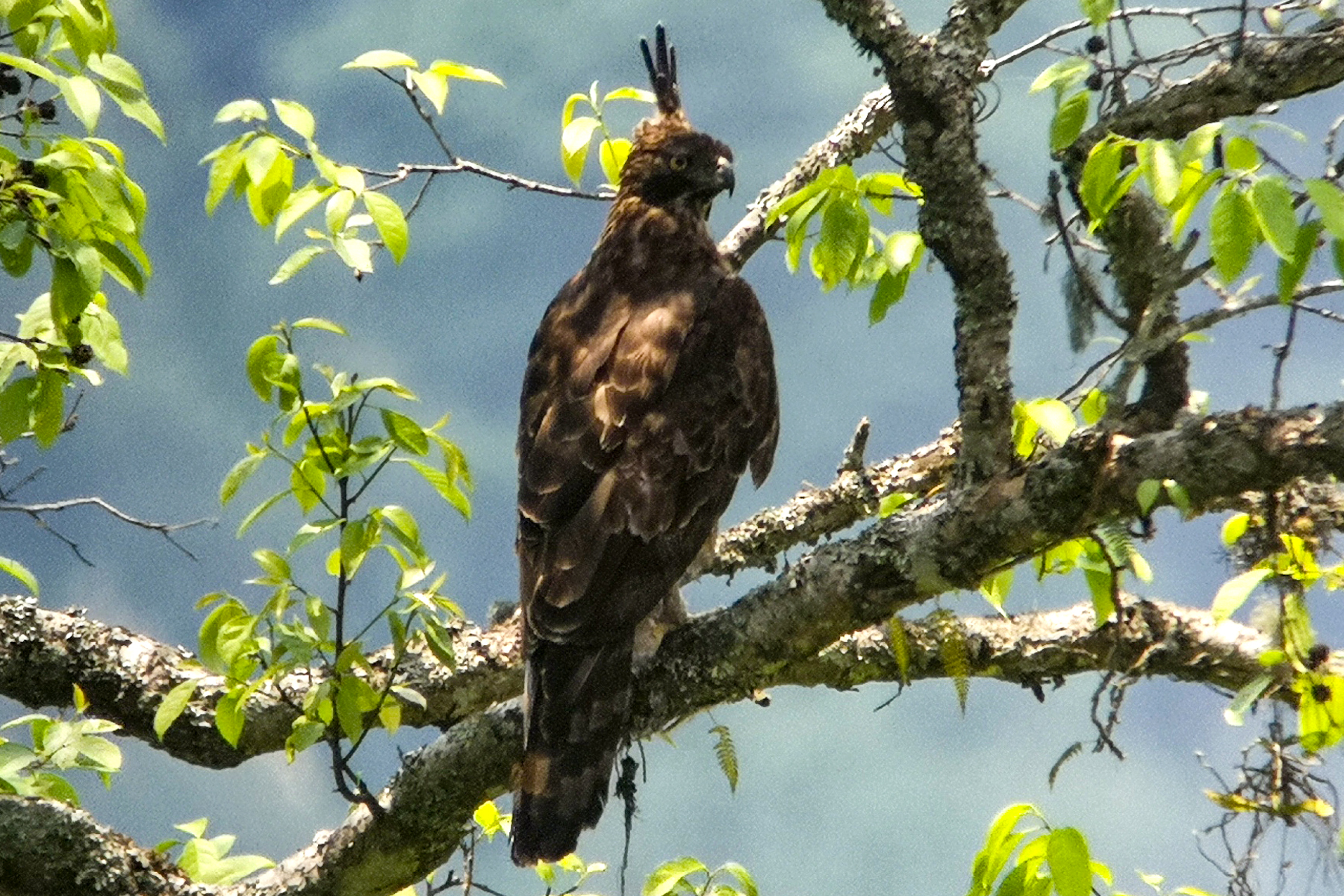 Mountain Hawk-eagle (image by Dave Farrow)