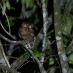 Mountain Scops Owl (image by Dáni Balla)
