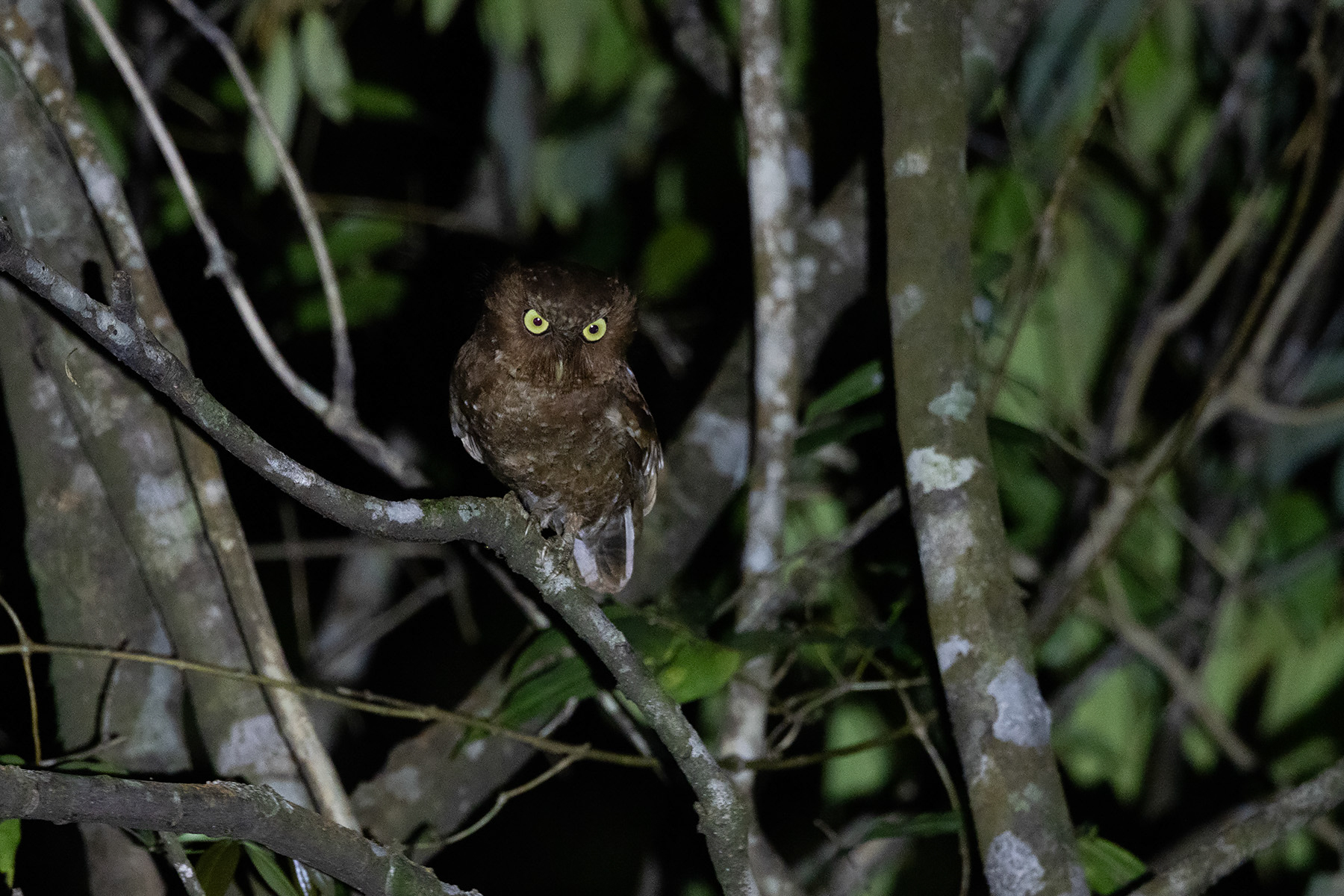 Mountain Scops Owl (image by Dáni Balla)