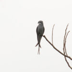 Moustached Treeswift (image by Diedert Koppenol)