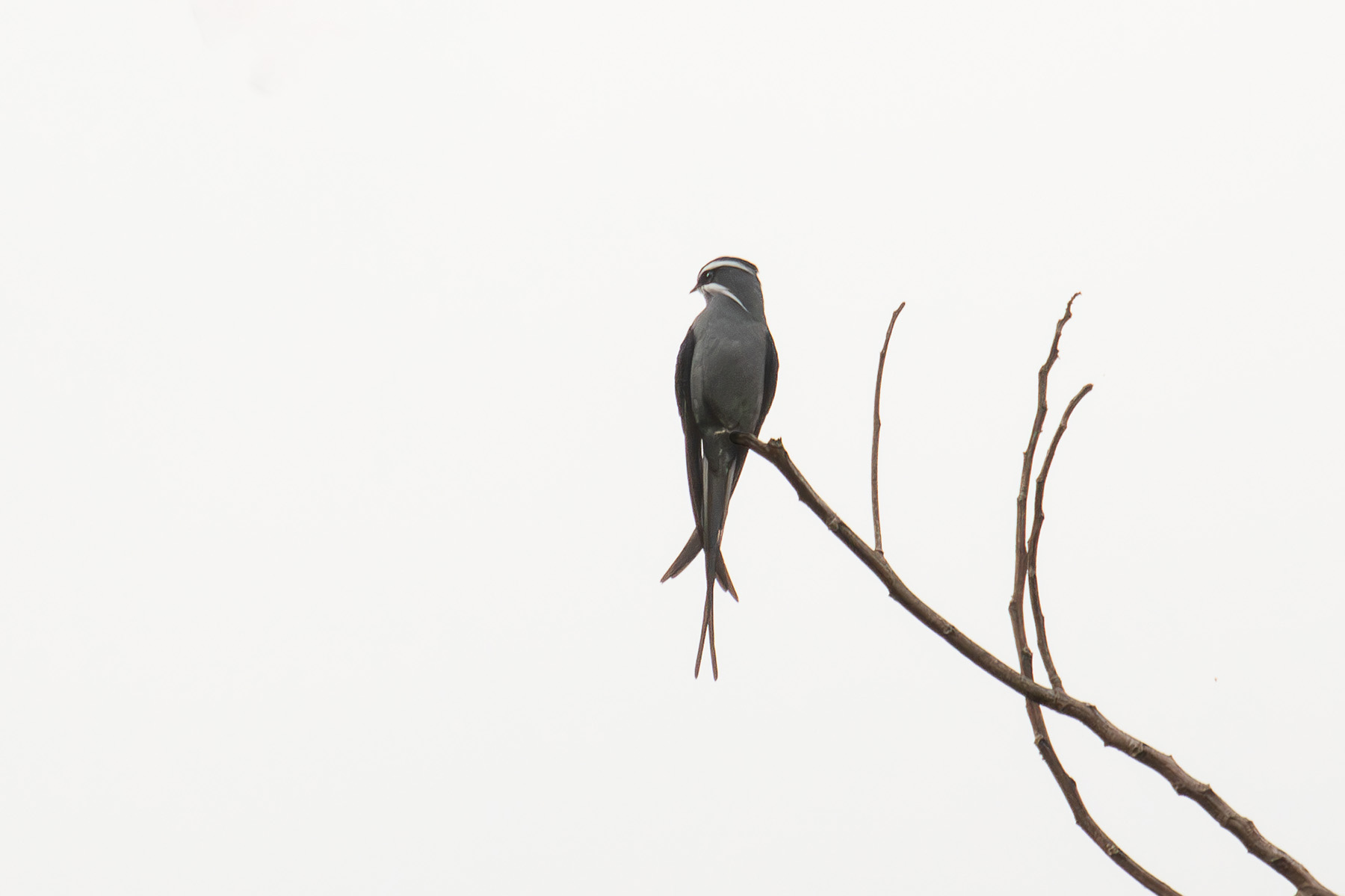 Moustached Treeswift (image by Diedert Koppenol)