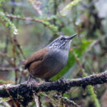 Munchique Wood Wren (image by Trevor Ellery)