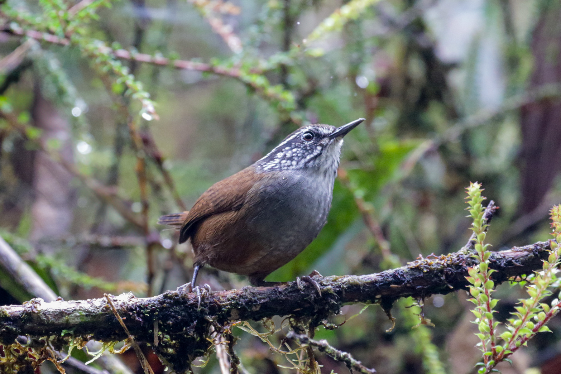 Munchique Wood Wren (image by Trevor Ellery)
