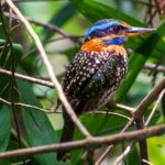 Negros Spotted Kingfisher (image by Craig Robson)