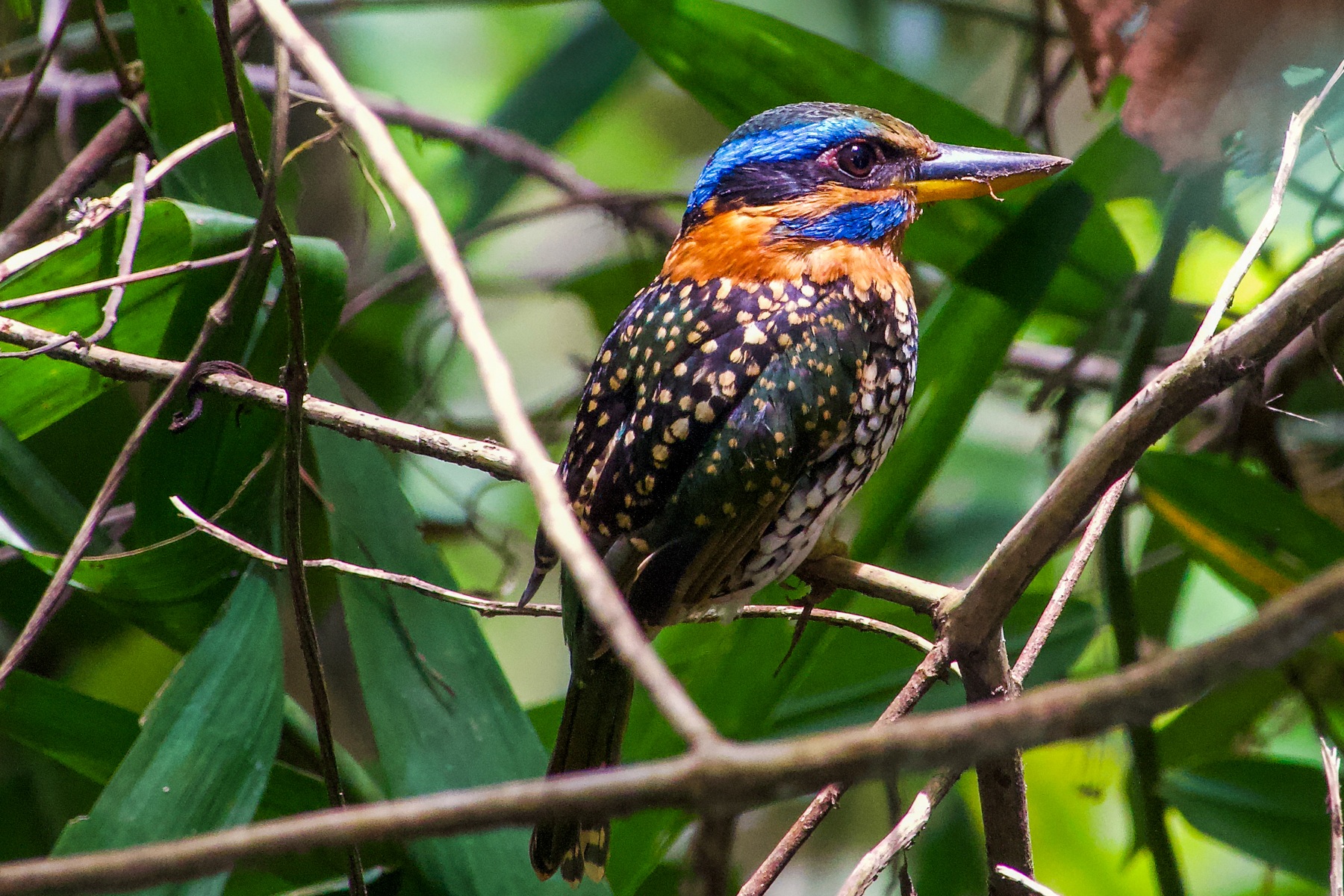 Negros Spotted Kingfisher (image by Craig Robson)