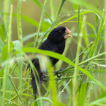 Nicaraguan Seed-Finch (image by Fito Downs)