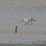 Nordmann's Greenshank (image by Dáni Balla)