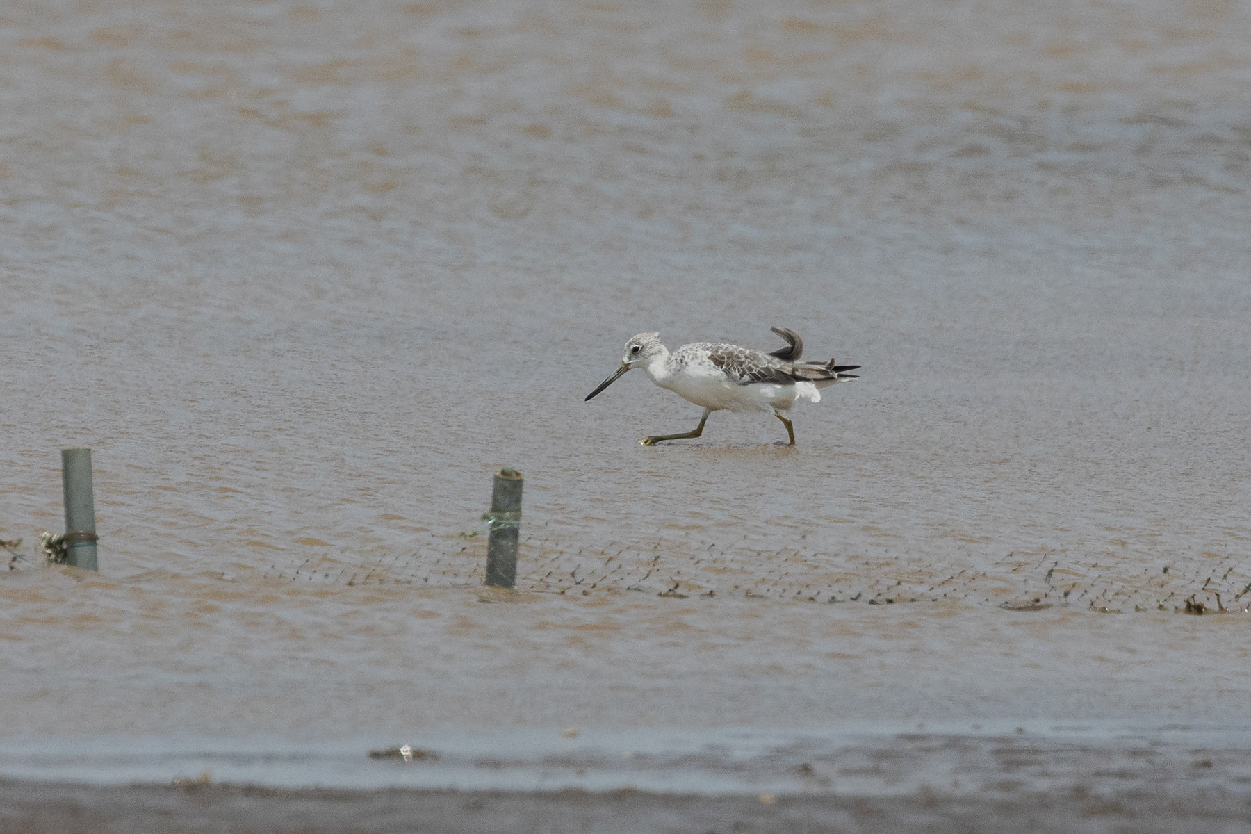 Nordmann's Greenshank (image by Dáni Balla)