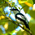 Northern Black-and-white Triller (image by Ivan Sarenas)