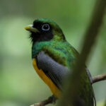Northern Black-throated Trogon (image by Fito Downs)