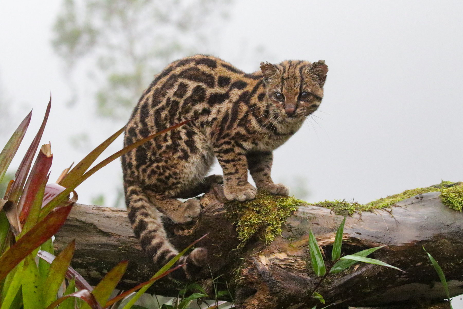 Northern Oncilla (image by Trevor Ellery)