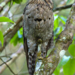 Northern Potoo (image by Eustace Barnes)