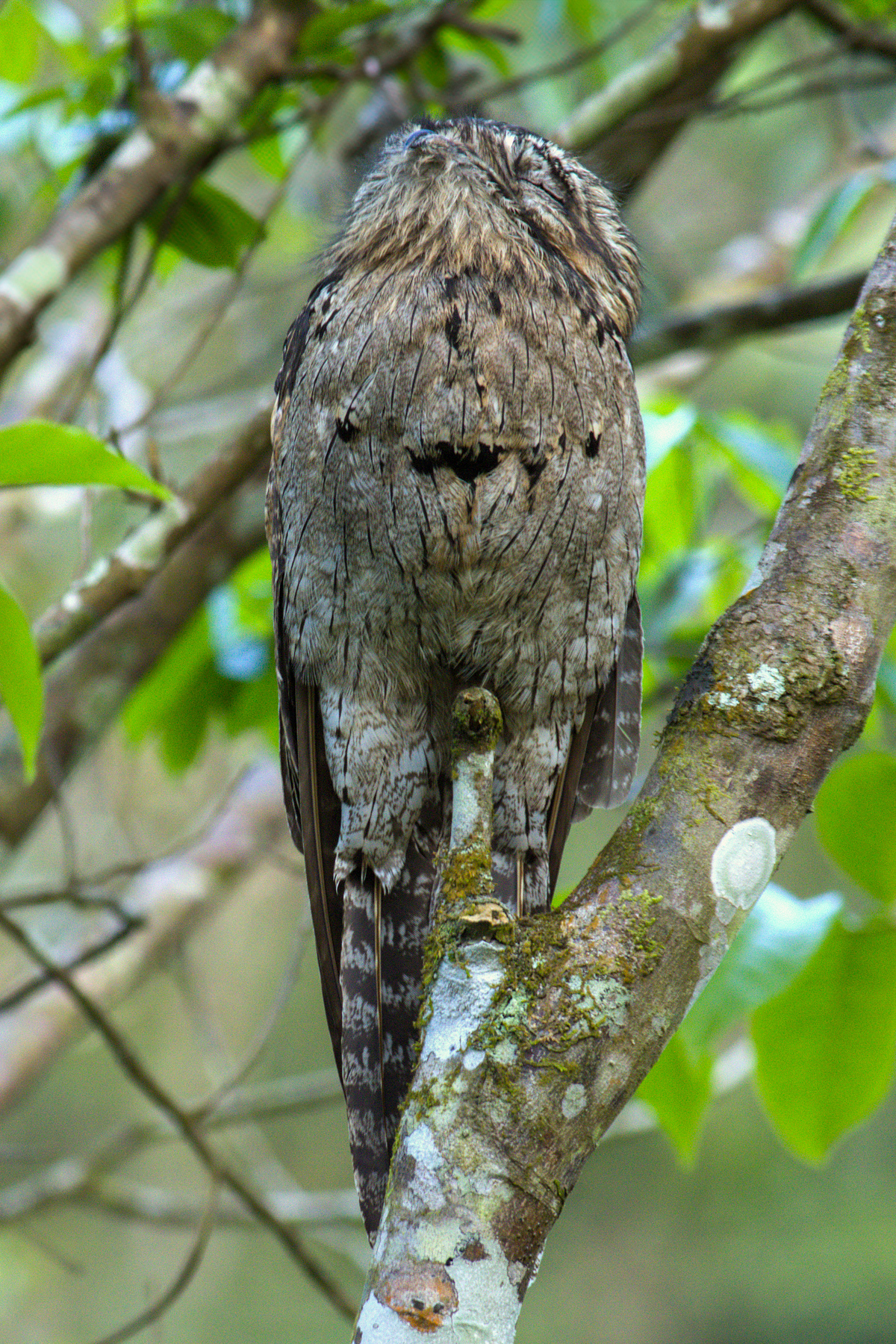 Northern Potoo (image by Eustace Barnes)