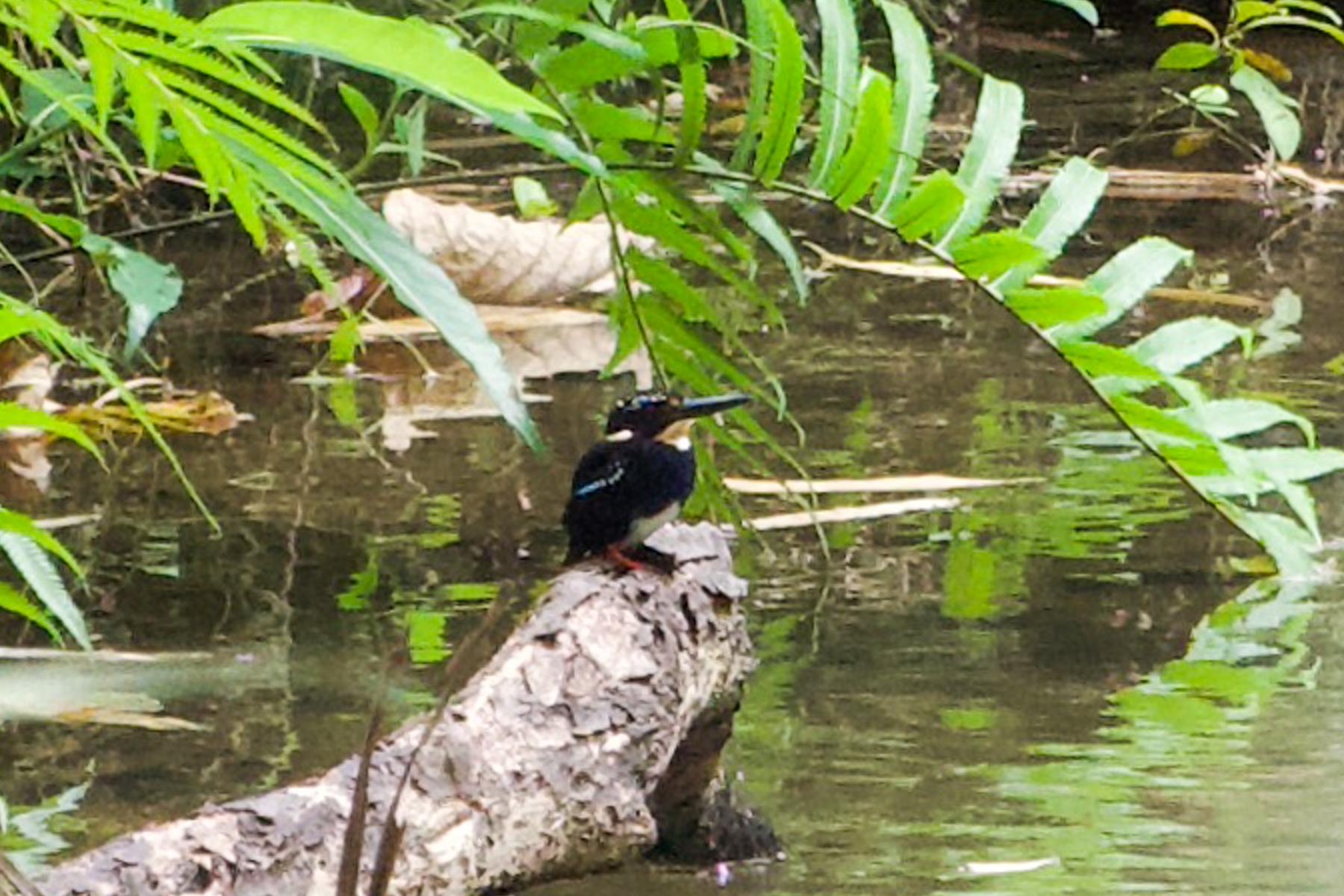 Northern Silvery Kingfisher (image by Craig Robson)