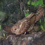 Oilbird (image by Trevor Ellery)