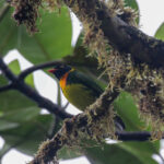 Orange-breasted Fruiteater (image by Trevor Ellery)