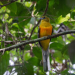 Orange-breasted Trogon (image by Dáni Balla)