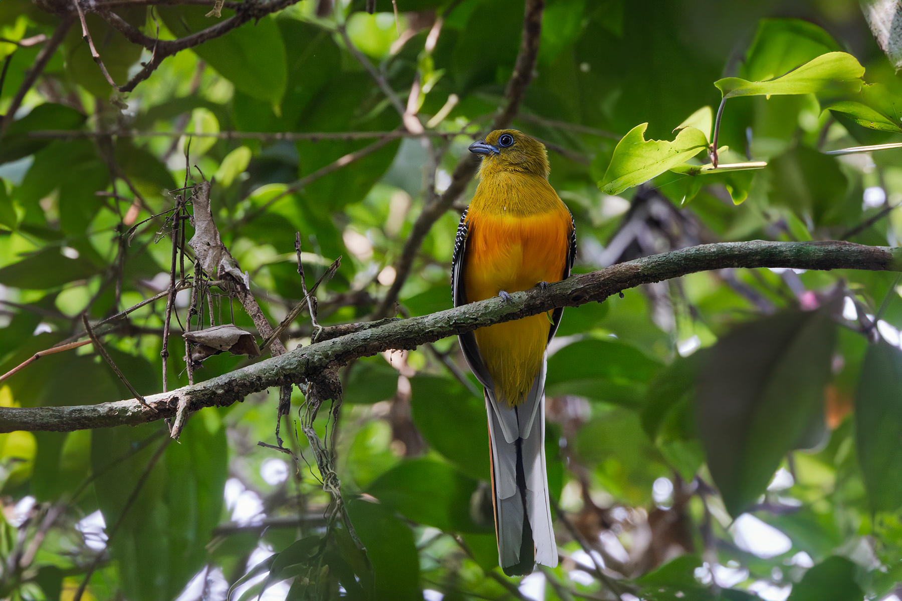 Orange-breasted Trogon (image by Dáni Balla)