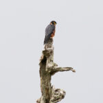 Oriental Hobby on the highest perch of the track on Guadalcanal (image by Diedert Koppenol)