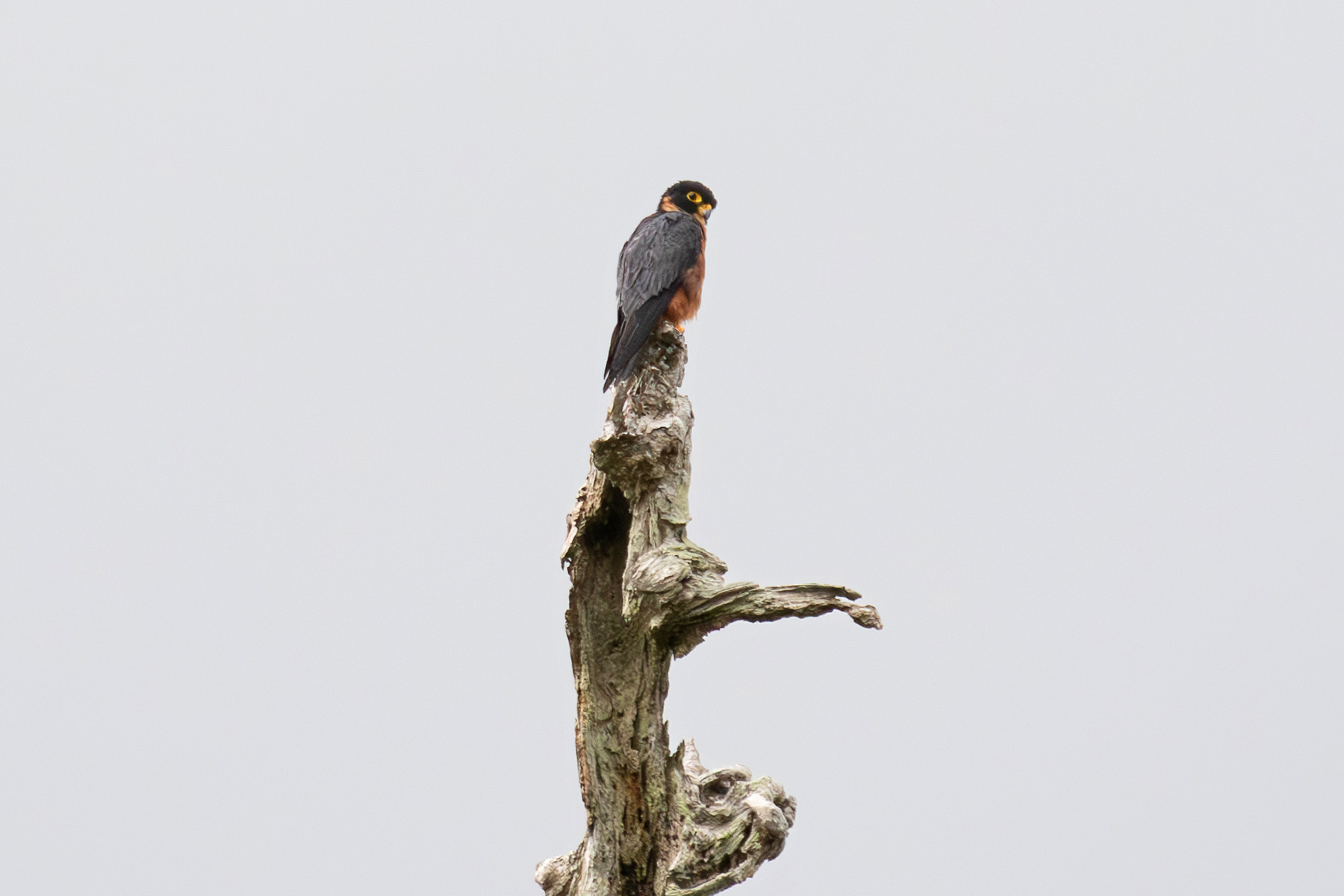 Oriental Hobby on the highest perch of the track on Guadalcanal (image by Diedert Koppenol)