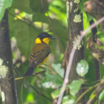 Oriole Whistler was not always easy to see but this male on Makira allowed for a quick photograph (image by Diedert Koppenol)