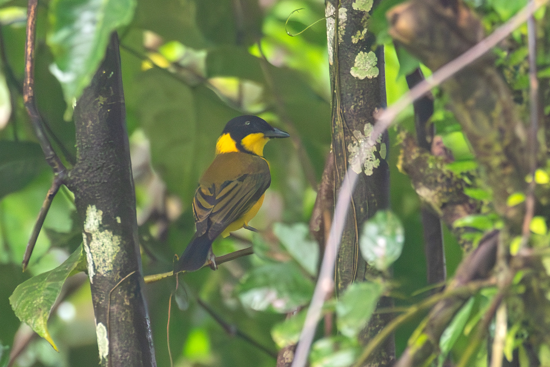 Oriole Whistler was not always easy to see but this male on Makira allowed for a quick photograph (image by Diedert Koppenol)