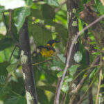 Oriole Whistler on Makira (image by Diedert Koppenol)