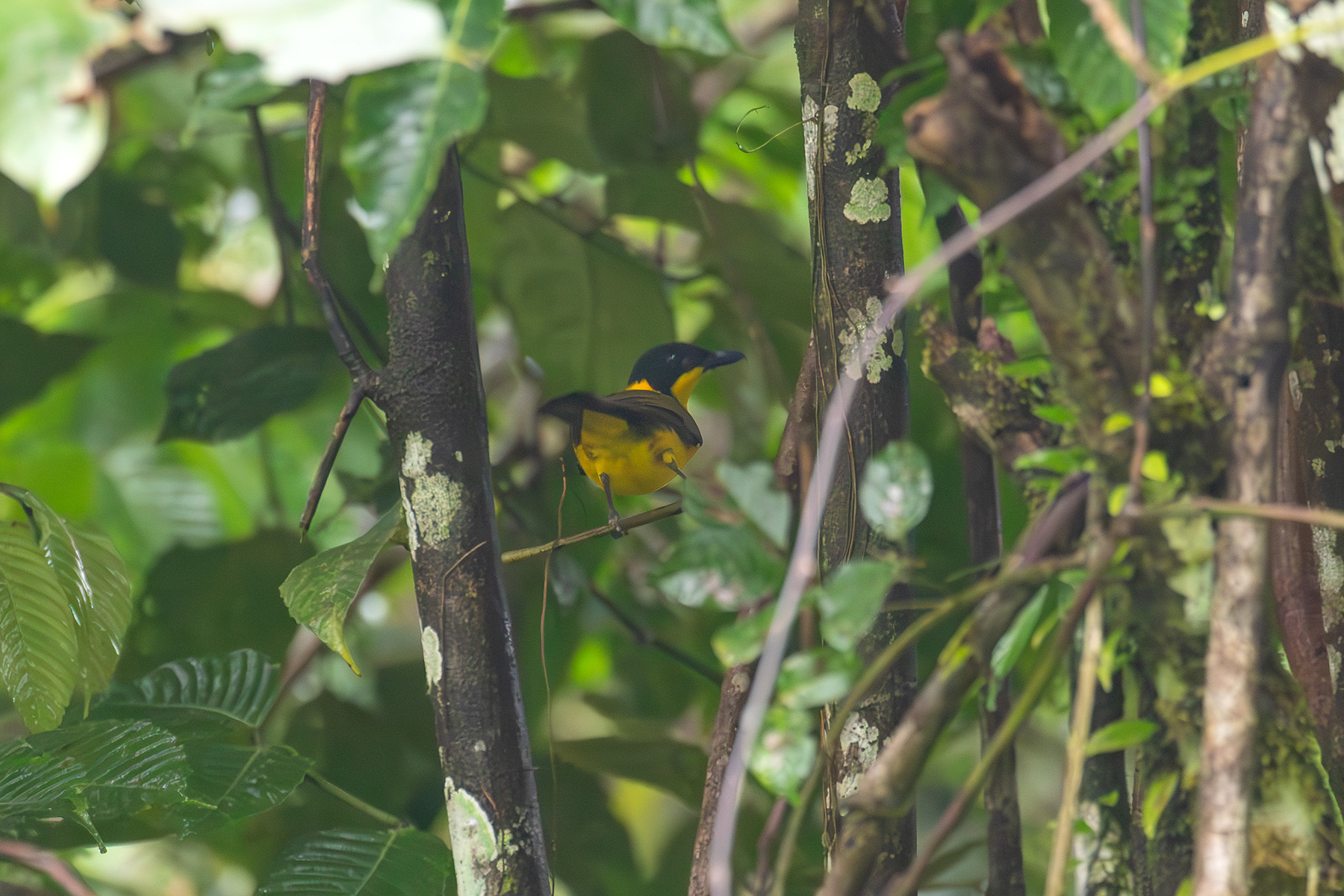 Oriole Whistler on Makira (image by Diedert Koppenol)