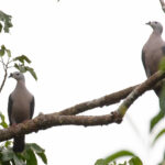Pacific Imperial Pigeon (image by Diedert Koppenol)
