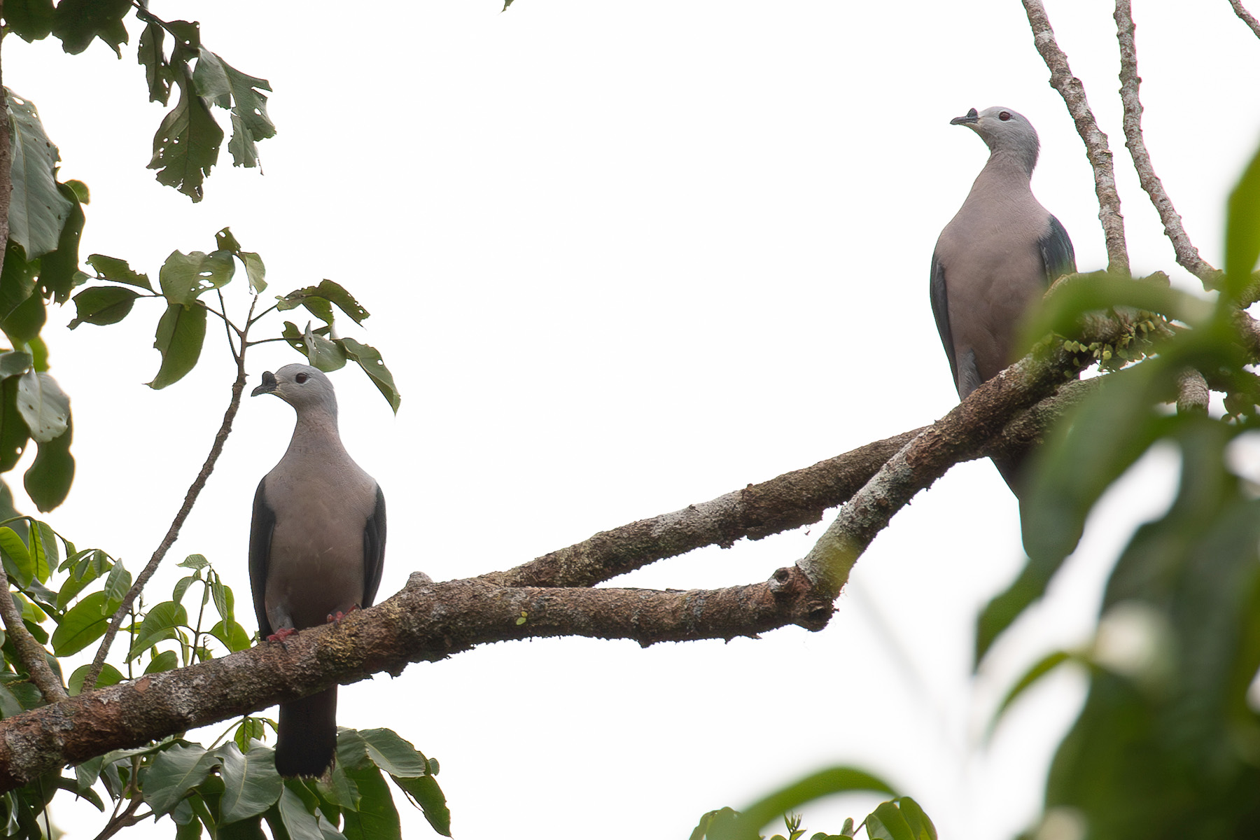 Pacific Imperial Pigeon (image by Diedert Koppenol)