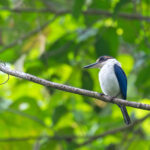Pacific Kingfisher (image by Diedert Koppenol)