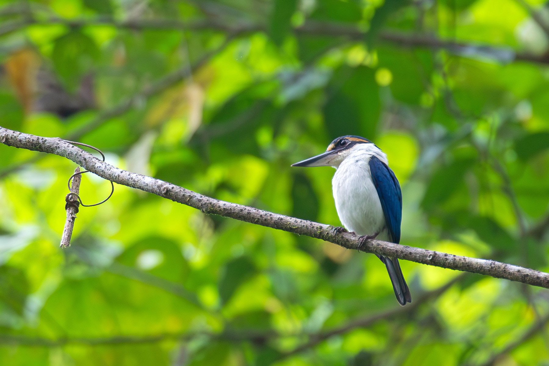 Pacific Kingfisher (image by Diedert Koppenol)