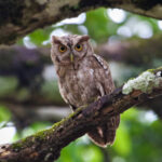 Pacific Screech-Owl (image by Fito Downs)