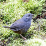 Pale-bellied Tapaculo (image by Trevor Ellery)