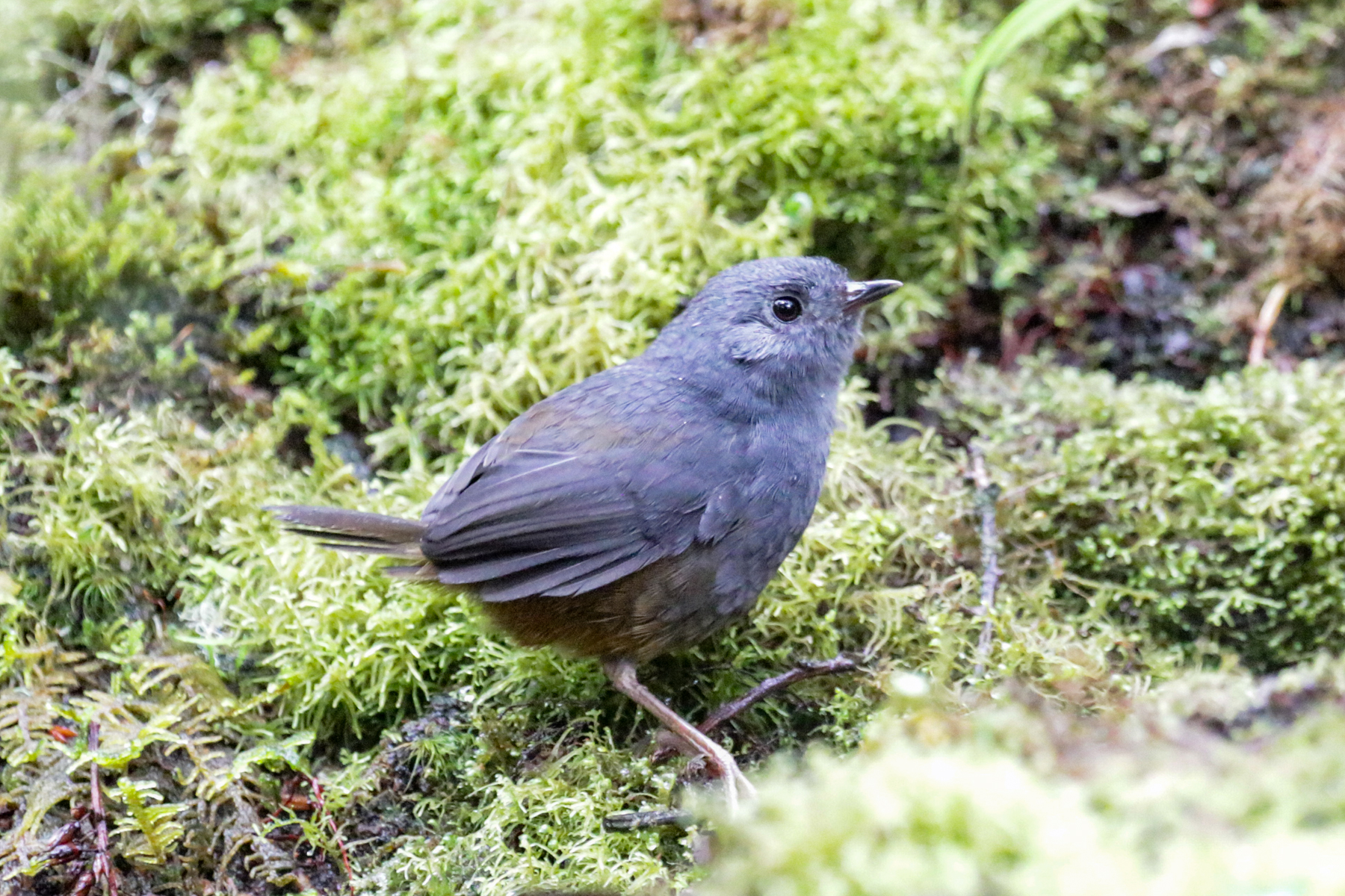 Pale-bellied Tapaculo (image by Trevor Ellery)