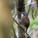Pale-throated Wren-Babbler (image by Dáni Balla)
